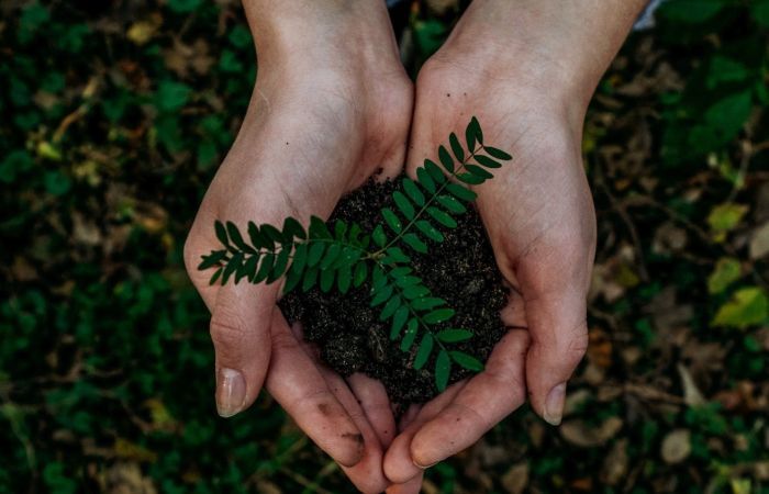 hands holding a plant