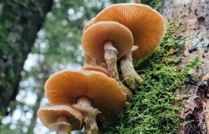 fungi